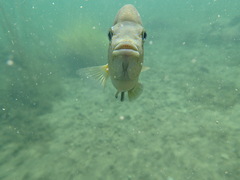 Herichthys minckleyi