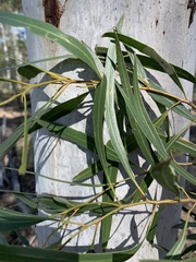 Eucalyptus thozetiana