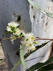 Eucalyptus thozetiana
