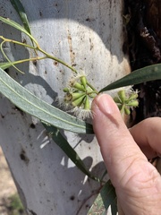 Eucalyptus thozetiana