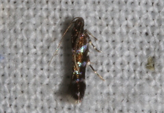 Stagmatophora argyrostrepta