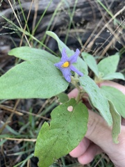Solanum johnsonianum