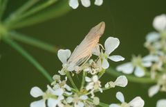 Eupelix cuspidata