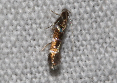 Stagmatophora argyrostrepta