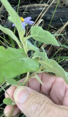 Solanum johnsonianum
