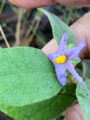 Solanum johnsonianum