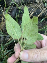 Solanum johnsonianum