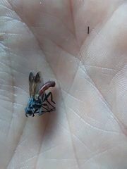 Cylindromyia bicolor