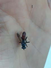 Cylindromyia bicolor