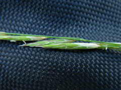 Melica subulata