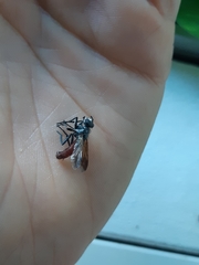 Cylindromyia bicolor