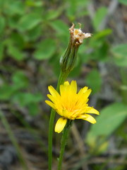 Microseris nutans