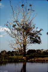 Pseudobombax munguba