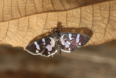Desmia bajulalis