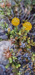 Helichrysum parvifolium