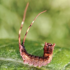 Cerura