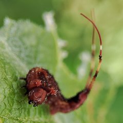 Cerura