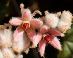 Lasiopetalum oldfieldii