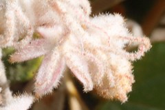 Lasiopetalum oldfieldii