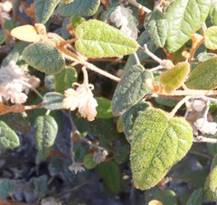 Lasiopetalum oldfieldii