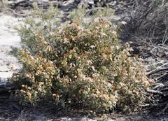 Lasiopetalum oldfieldii