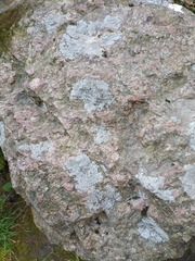 Amandinea