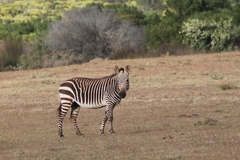 Equus zebra zebra