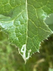 Phytomyza syngenesiae group