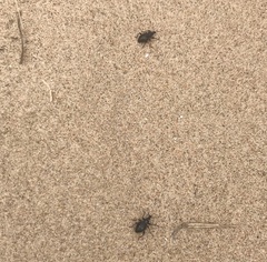 Otiorhynchus atroapterus