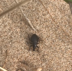 Otiorhynchus atroapterus