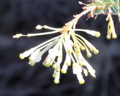 Grevillea amplexans