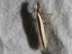 Trachydora centromela