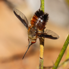 Dissodesma primogenita