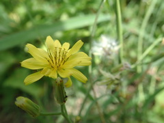 Ixeris chinensis