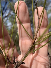 Acacia calantha