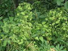 Euphorbia stricta