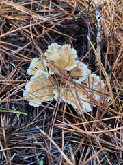 Cantharellus insignis