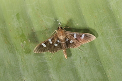 Desmia octomaculalis