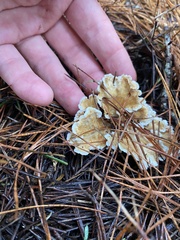 Cantharellus insignis
