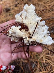 Cantharellus insignis