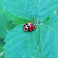 Harmonia axyridis
