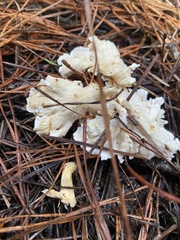 Cantharellus insignis