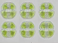 Cosmarium margaritiferum