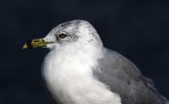 Larus delawarensis