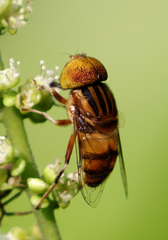 Eristalinus megacephalus