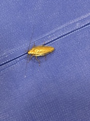 Ectobius vittiventris