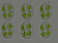 Cosmarium subundulatum