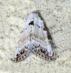 Nola chlamitulalis