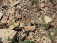 Coenonympha pamphilus