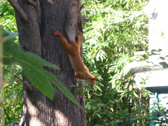 Sciurus vulgaris